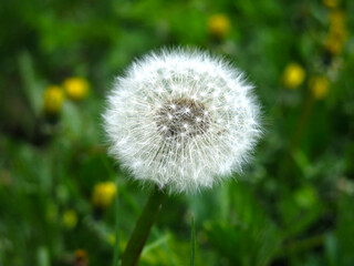 white fluffy dandelion is ready to sow seeds in the wind