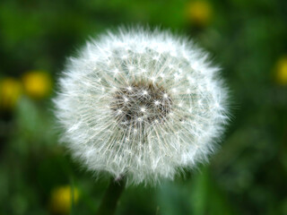 white fluffy dandelion is ready to sow seeds in the wind