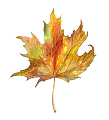 Obraz premium Maple leaf isolated on white. Watercolor illustration.