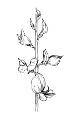 Spanish broom plant hand drawn vector illustration. Flower line art.