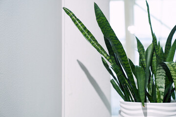 Indoor plant Sansevieria trifasciata in a white ceramic pot on the background of a window in a minimalist style close-up. With space to copy. High quality photo