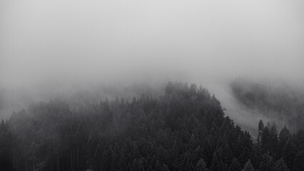 Moody black and white misty forest. Foggy forest in the Czech Republic.