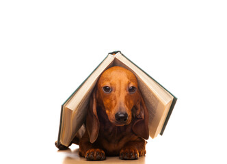 image of dog book white background 