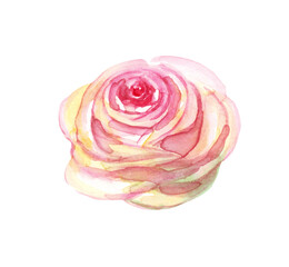 Watercolor rose. Hand-painted clipart. Isolated