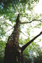 The reflection of a forest in a glass lens ball.