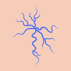 Blue spider veins anatomy