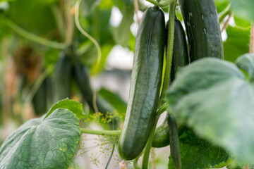 Green cucumbers on an organic farm