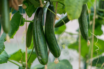 Green cucumbers on an organic farm