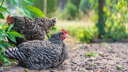 Healthy chickens on an organic farm