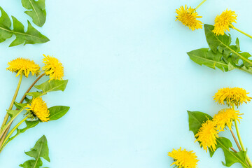 Meadow herbs floral background with yellow dandelions blossoms