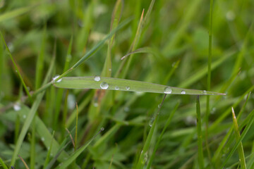 Obraz premium Fresh grass with dew drops closeup, water droplets on leaf after rain.