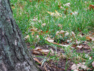 Naklejka na ściany i meble Fallen yellow leaves in the grass near the tree.