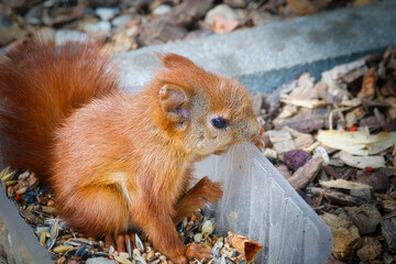 Eichhörnchen Junges - Futter-  Wildlife - Squirrel