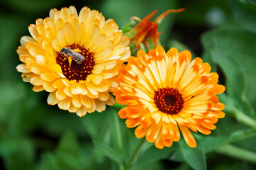 Yellow calendula flowers close up. A bee on a flower. High quality photo - obrazy, fototapety, plakaty