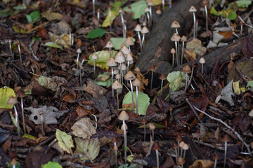 autumn leaves on the ground