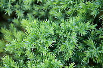 Plant sedum vulgaris close-up. High quality photo