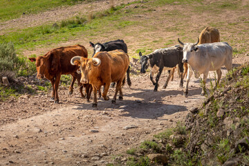 Sad Cow close-up in Rio Grande do Sul pampa, Southern Brazil countryside