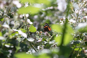 butterfly on a flower