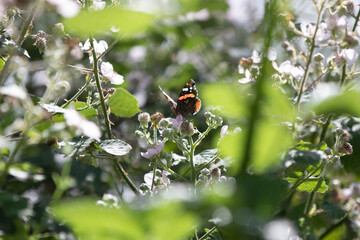 butterfly on a flower