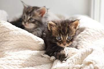 Pets. Two cute little maine coon breeds kittens are wrapped in a blanket. Pet Care