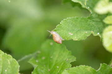 snail on leaf