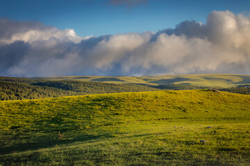 Cows grazing in Rio Grande do Sul pampa, Southern Brazil countryside