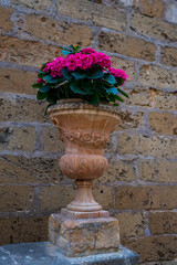 Różowe kwiaty pelargonii w pięknej zdobionej antycznej donicy.