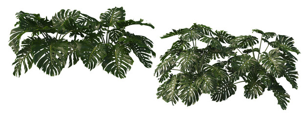 Tropical Trees & Plants Split up On a white background © jomphon