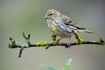 Cute European serin on sprig