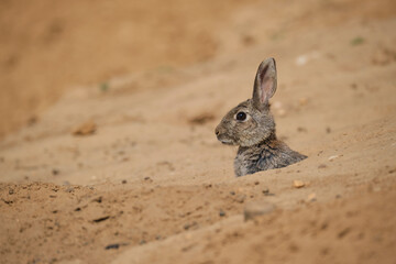 Alert rabbit peeping from den