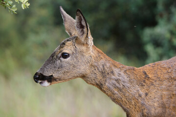 Wild roe deer in forest