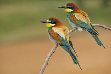 European bee eater birds sitting on branch