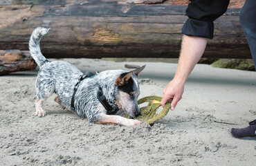 Puppy dog playing at the beach with owner. A hand is holding a toy while the dog is grabbing it....