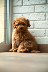 A small brown poodle dog sits on the floor and looks away. Puppy portrait