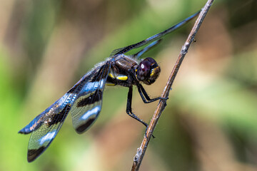 Twelve-spotted Skimmer (Libellula pulchella) Dragonfly