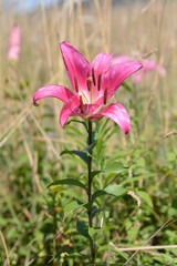 Fototapeta premium Beautiful pink lily flowers blooming in the garden