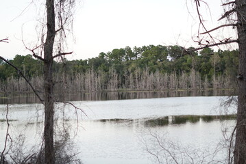 Peaceful Florida Lake