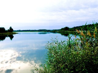 Lake in the forest in summer.