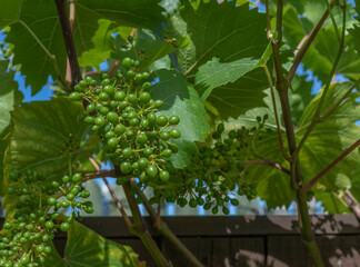 White grapes begining to swell on the vine © Colleenashley