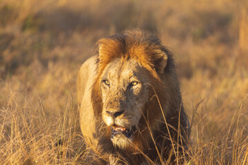 Male adult lion in grass sunrise