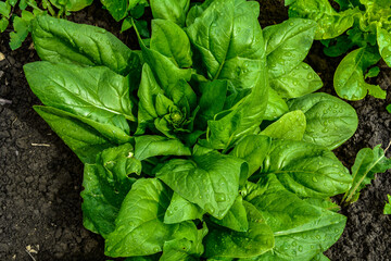 Spinach with water drops