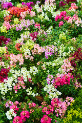 Obraz premium Snapdragon flowers in bloom. Multi colored Antirrhinum flowers close up. High quality photo