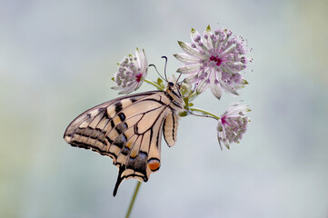 Mariposa - (Papilio machaon) © Iwona