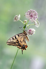Motyl - Paź królowej - (Papilio machaon) © Iwona