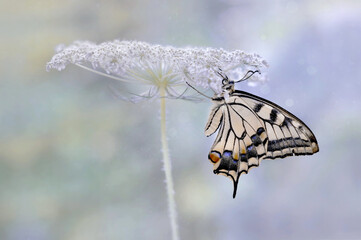 Motyl - Paź królowej - (Papilio machaon ) pastelowe kolory - obrazy, fototapety, plakaty