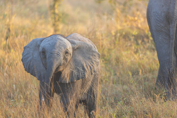 Baby elephant 