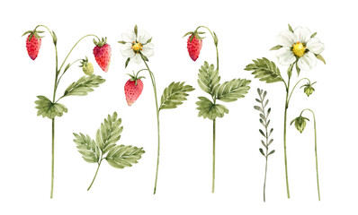 set of wild strawberries with white flowers, watercolor illustration.