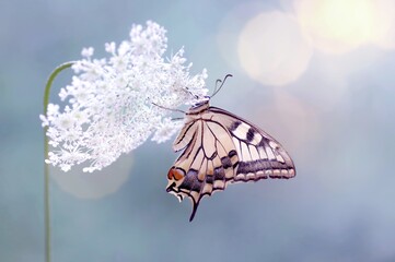 Motyl - Paź królowej - (Papilio machaon) - obrazy, fototapety, plakaty