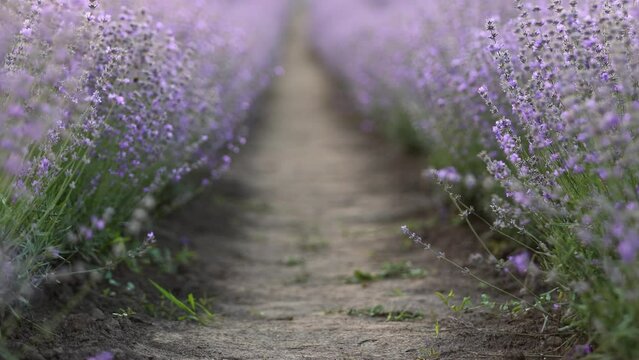 scenic view of rows purple lavender fields on plantation in countryside, beautiful nature landscape of rural farmlands, violet breathtaking flowers growing in summer