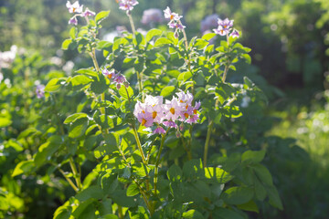 Blooming potatoes in summer in July, potato plantation in the country